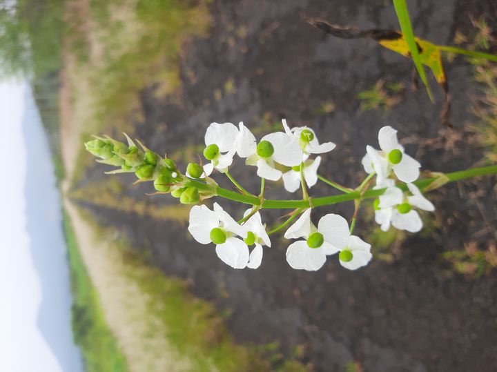 flores herbario